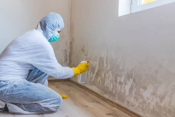 Black mold inspection in Sharpsburg